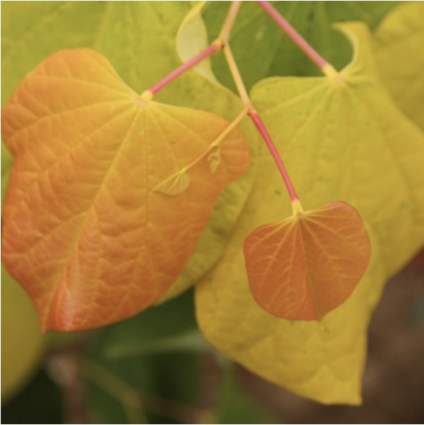 Rising Sun Redbud 5G