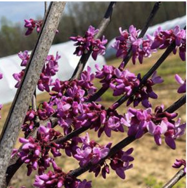 Sparkling Wine Redbud 15G