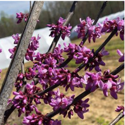 Sparkling Wine Redbud 10G