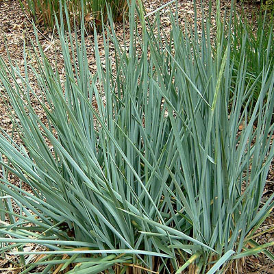 GRASS, BLUE DUNE LYME 3-5 GALLON