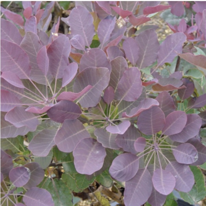 Royal Purple Smoketree 5-6'