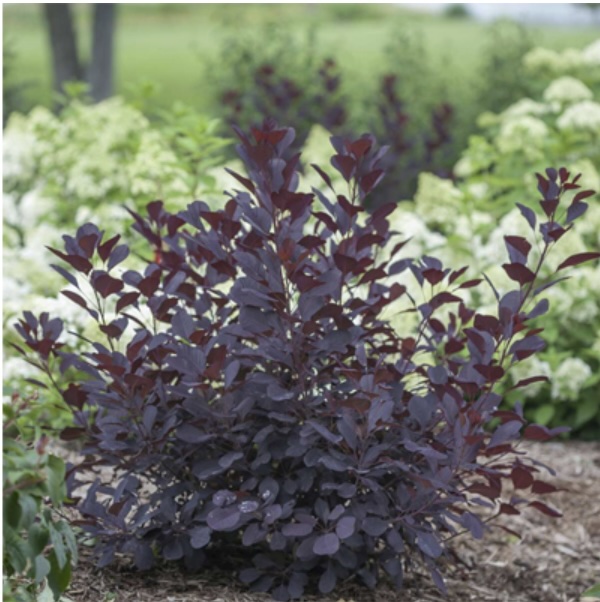 Winecraft Black Smoketree 7G