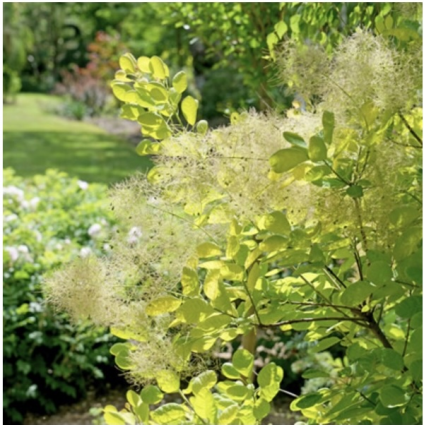 Winecraft Gold Smoketree 2G