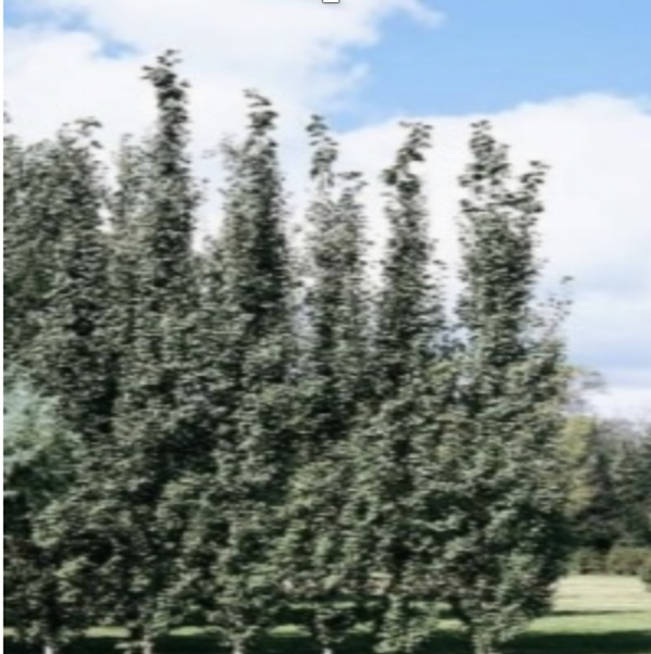 Swedish Columnar Aspen 15G