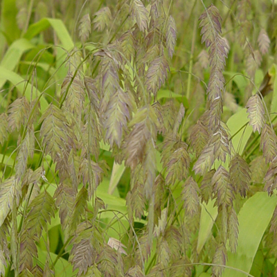 GRASS, INLAND SEA OATS 3-5 GAL