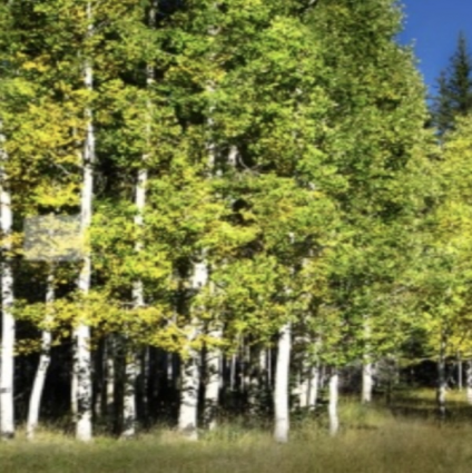 Summer Shimmer Aspen  2"