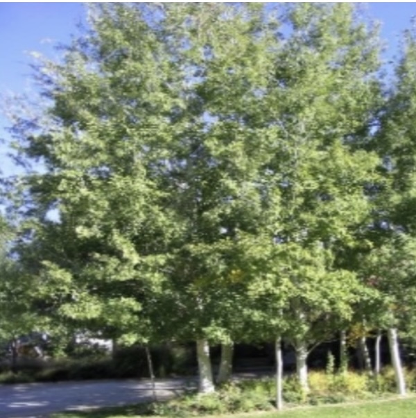 Prairie Gold Aspen 2.5"