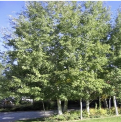 Prairie Gold Aspen 3"