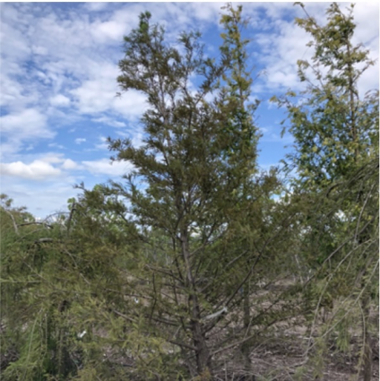 Bald Cypress Clump Tree 2"