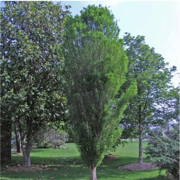 Lindsey Skyward Bald Cypress Tree 25G