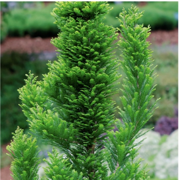 Peve Minaret Bald Cypress 5G
