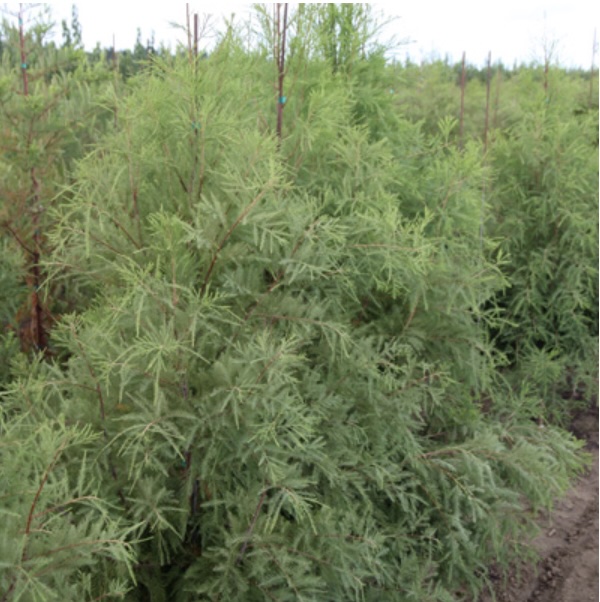 Shawnee Brave Bald Cypress 3"