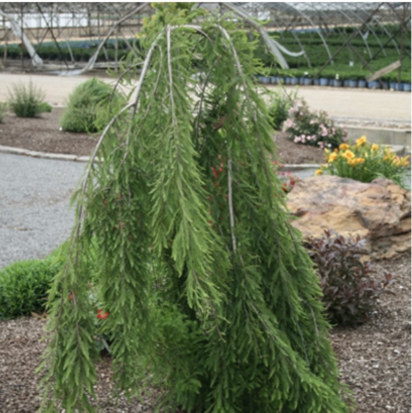 Falling Waters Bald Cypress 7G