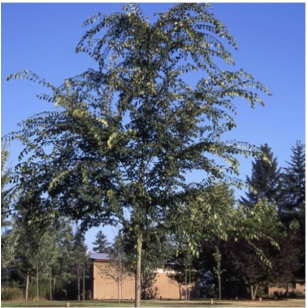 Emerald Flare Birch&nbsp;&nbsp;7G