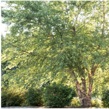 Heritage River Birch - Coump&nbsp;&nbsp;7G