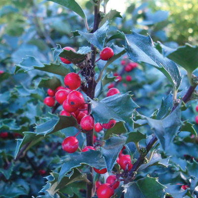 HOLLY, BLUE PRINCE 3-5 GALLON