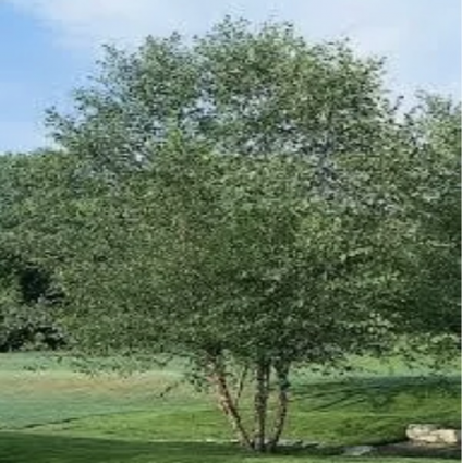 River Birch Clump 2"