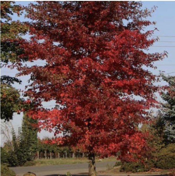 Afterburner Black Gum 7G