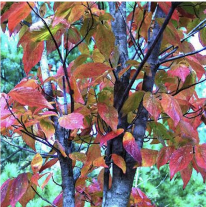 Fire Master Black Gum 10G