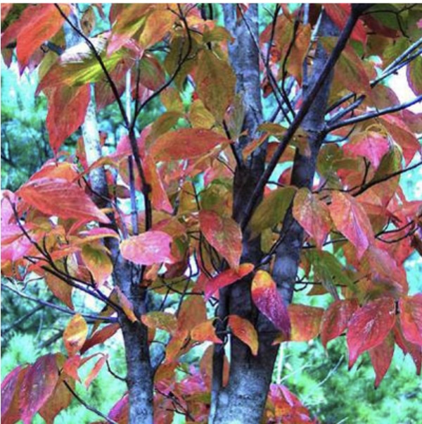 Fire Master Black Gum 7G