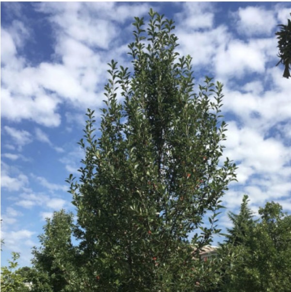 Green Gable Black Gum 7G