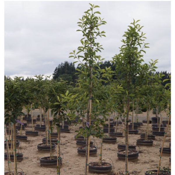 Northern Splendor Black Gum 7G