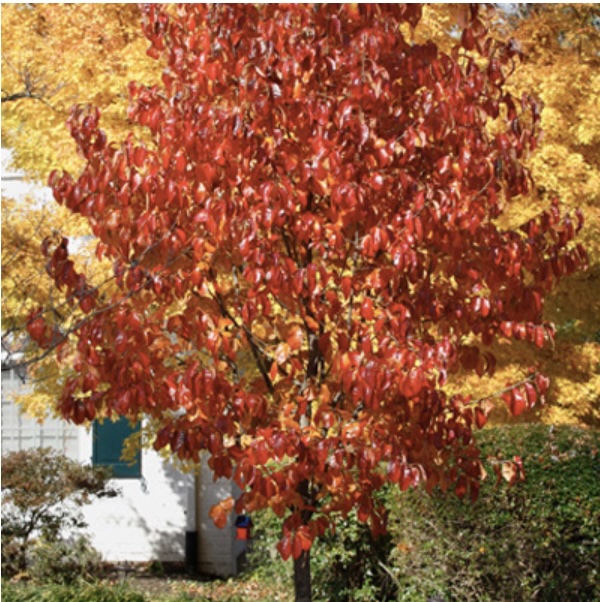 Red Rage Black Gum 7G