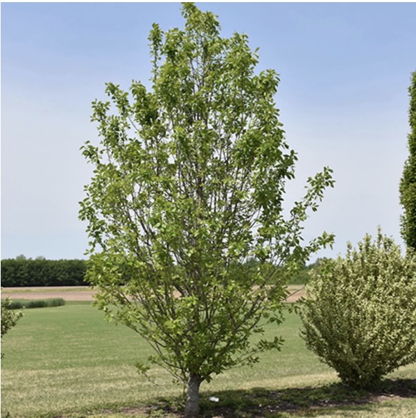 Tupelo Tower Black Gum 2"