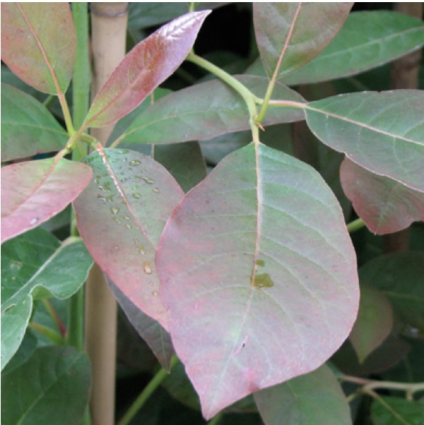 Wildfire Black Gum 1.25"