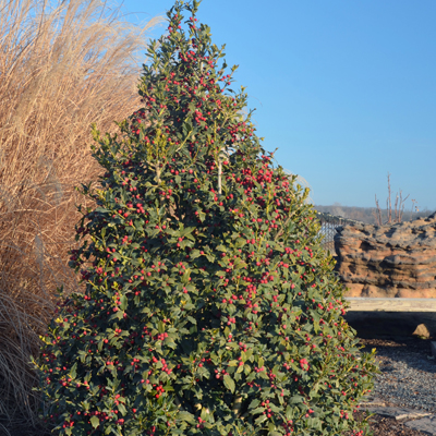 HOLLY, CHRISTMAS JEWEL 15 GALLON