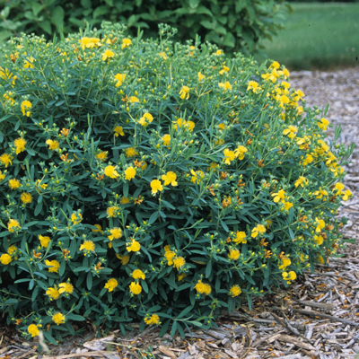 Blue Velvet St. John's Wort (Hypericum) 3-5G