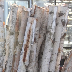 Birch Poles 5-6'