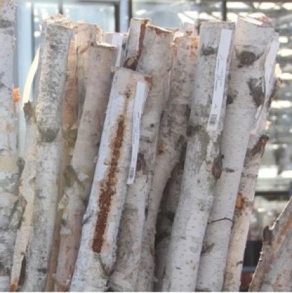 Birch Poles 5-6'