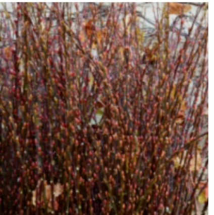 Big Red Bud Pussy Willow Stem Large