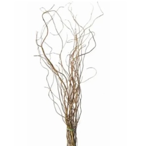 Small Green Curly Willow Stems 