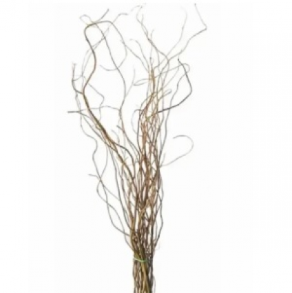 Small Green Curly Willow Stems 