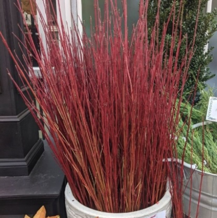 Small Cardinal Red Dogwood Twigs