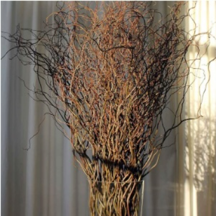 Medium Green Curly Willow Twigs