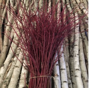 Small Red Dogwood Twigs 