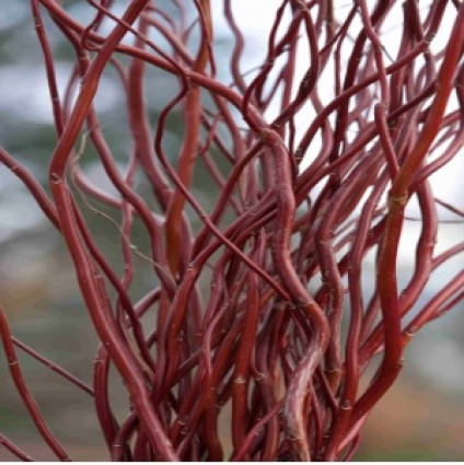 Small Red Curly Willow Sticks