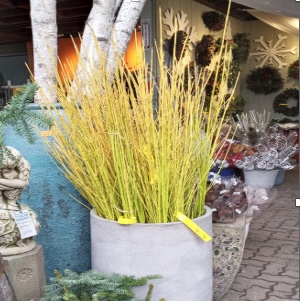 Small Yellow Dogwood Stems