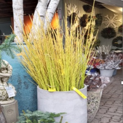 Small Yellow Dogwood Stems