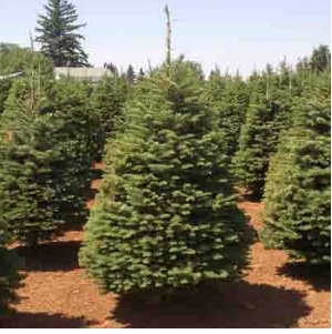 Fresh Noble Fir Christmas Tree 9 -10'