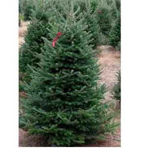 Fraser Fir Christmas Tree 9- 10'