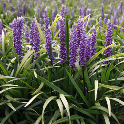 LIRIOPE, PURPLE EXPLOSION 1 GAL