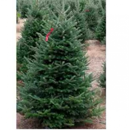 Fraser Fir Christmas Tree 6-7'