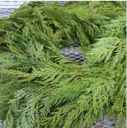 Fresh Cedar Garland 75ft