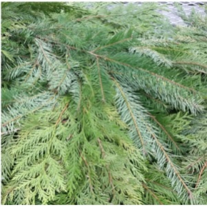 Mixed Cedar & Fir Garland 15' Coil