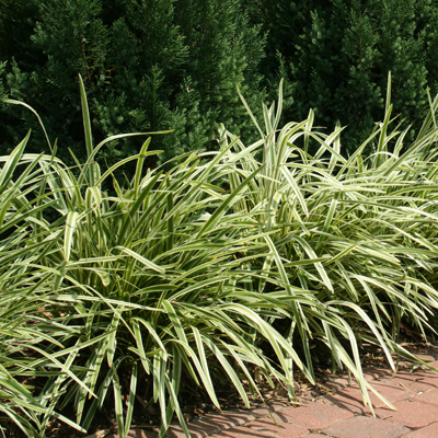 Variegated Liriope 1G