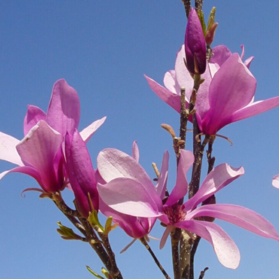 MAGNOLIA, BETTY 10 GALLON